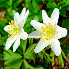 25 ENGLISH WOOD ANEMONE