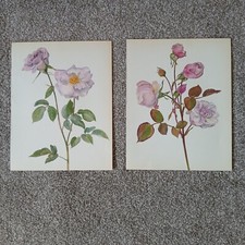 2 Vintage Botanical Prints Bookplate Plant illustration Wall Art Orleans Rose