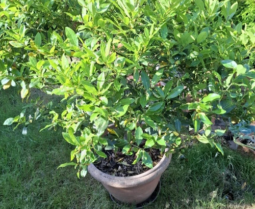 140cm bay tree large - 140cm,