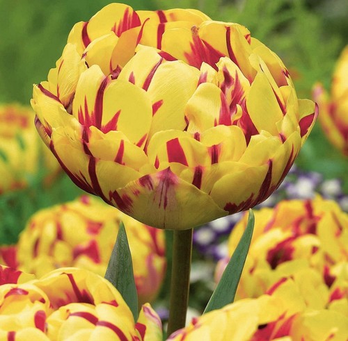 10x luxury golden nizza tulip - luxury,