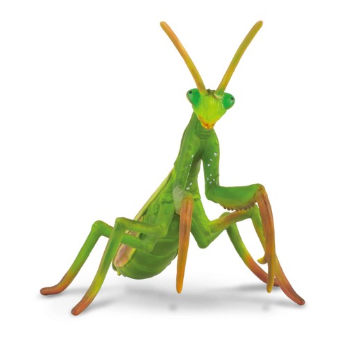 Collecta praying mantis - collecta,