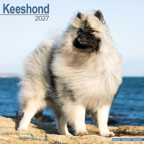 Keeshond 2027 calendar - keeshond,
