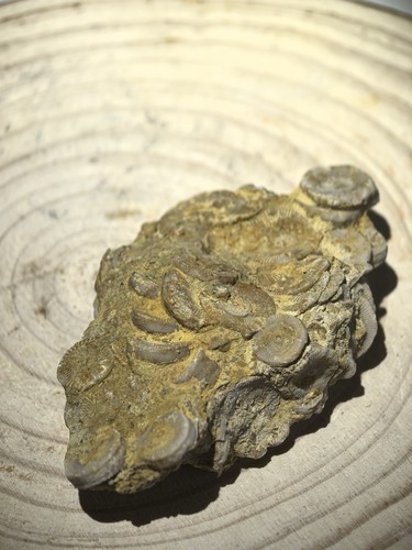Crinoid fossil cluster - crinoid,