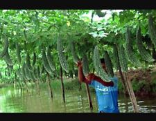 bitter melon, bitter gourd 8