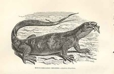 Original Old Antique Print