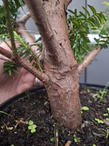 Chunky yew bonsai - yew, air
