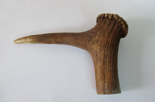 Red deer stag antler - deer, coronet