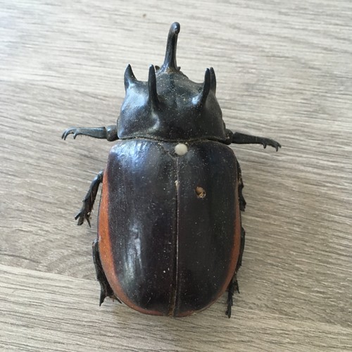 Pinned scarab beetle - scarab,