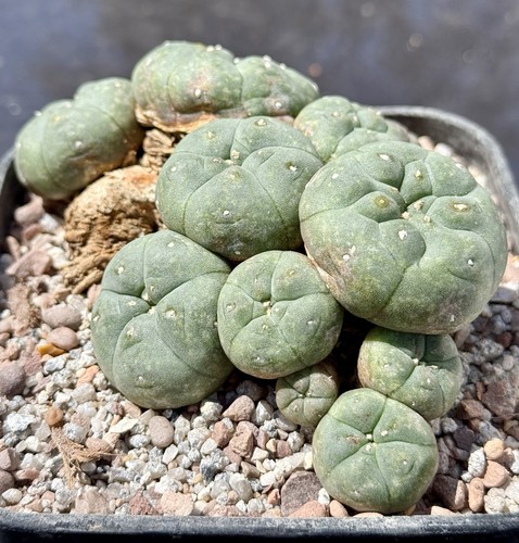 Cactus wysiwyg seed grown - wysiwyg,