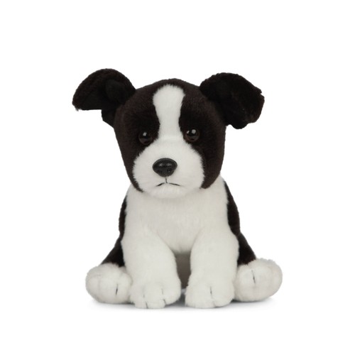 Living nature border collie - living,