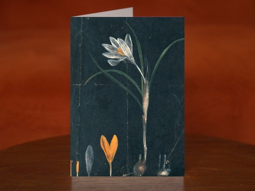 Crocus entire flowering - a,