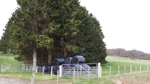 Photo 6x4 silage - 6x4, bales