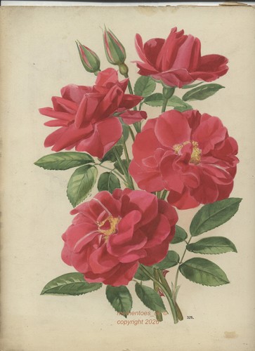 Flower watercolour rose rouge - flower,