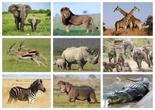 AFRICAN WILDLIFE POSTER  -