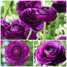 50 PURPLE Ranunculus Bulbs