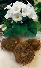 3 GLOXINIA (SINNINGIA) MONT BLANC WHITE TUBEROUS BULBS/CORMS INDOOR PLANT