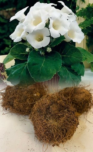 Gloxinia mont - (sinningia),