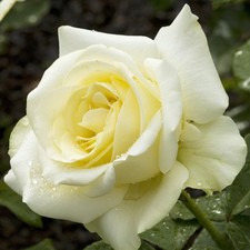 Peaudouce Rose Plant