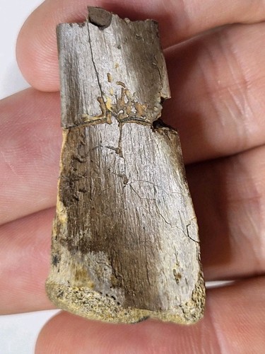 Theropod metapodial phalange - theropod, metapodial/phalange