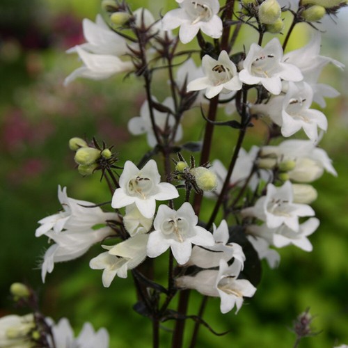Penstemon flowering garden - flowering,