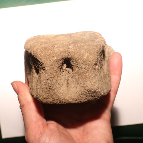Giant dinosaur vertebrae - giant,