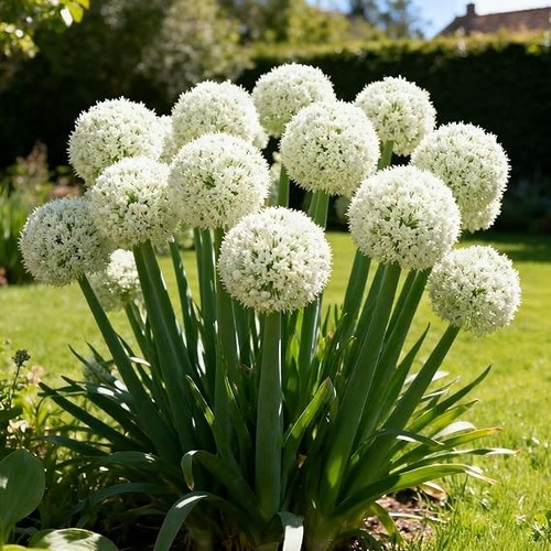 Gigantic white allium - x,