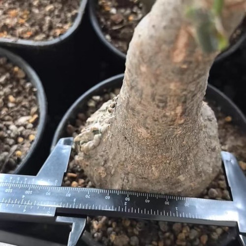 Rare live house plant - rare,