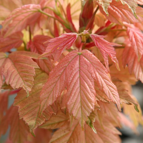 Acer pseudoplatanus