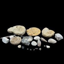 1kg British Fossil Mix x 24 | Jurassic Dorset & Somerset Fossils | Genuine UK