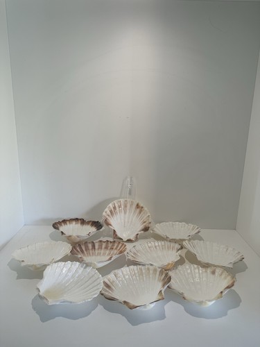 Large natural scallop - natural,