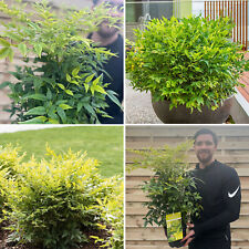 Nandina Domestica Plant Lemon & Lime Evergreen Sacred Bamboo Garden Shrub