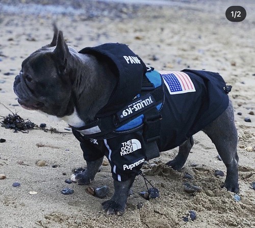 Dog jacket coat fashion - dog,