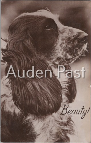 Vintage dog postcard cocker - vintage,