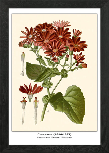 Cineraria botanical - cineraria,