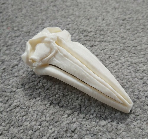 Humpback whale skull - humpback,