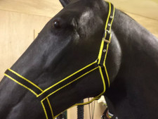 LIBBYS  DRIVING  UNDER HALTER