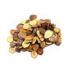 Parijat Beej (Nyctanthes