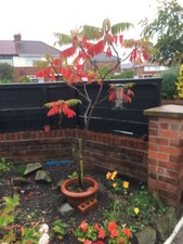Staghorn Sumac / Rhus Typhina Tree 4ft - 4.5ft  - field grown