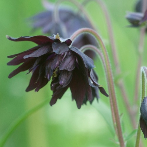 Aquilegia black barlow - barlow', |