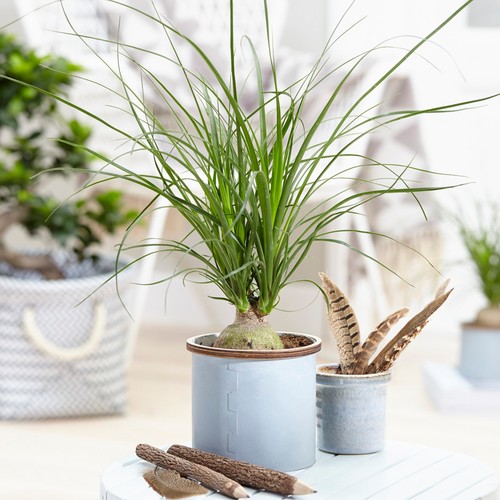 Popular beaucarnea - popular,
