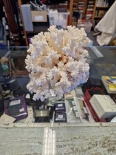 A Vintage Piece Of White Coral Reef 1005g 