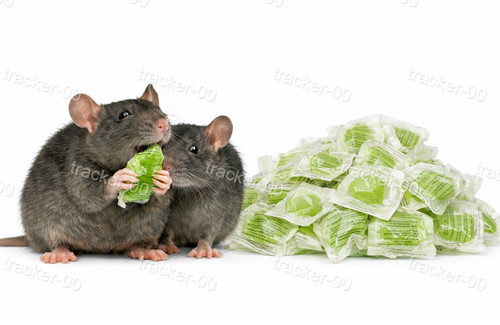 Strong rat poison single - rat,