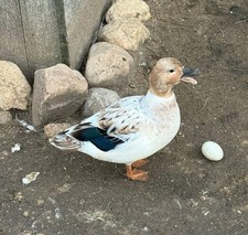 Call Duck Hatching Eggs 6+