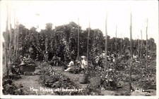 Faversham. Hop Picking # 116083.