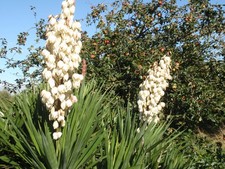 Hardy Outdoor Yucca Gloriosa 70cm  Rooted Plant Tough Frost & Drought Tolerant