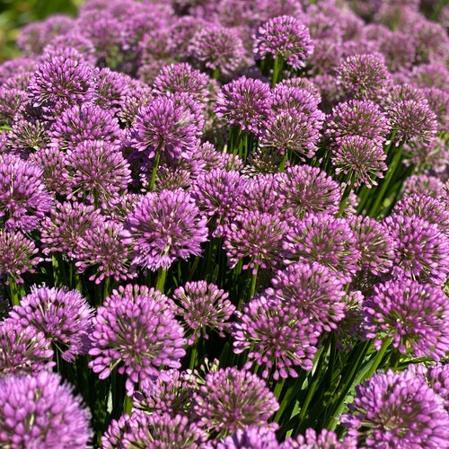 Allium millenium ornamental - millenium,