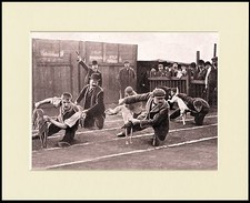 WHIPPET RACING WAITING TO