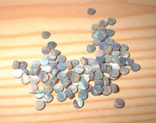 Paua abalone shell - /,