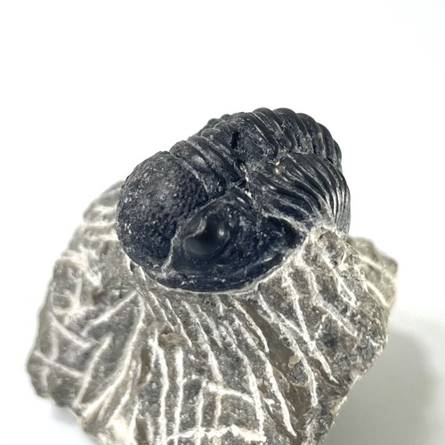 Trilobite fossil natural - fossil, on
