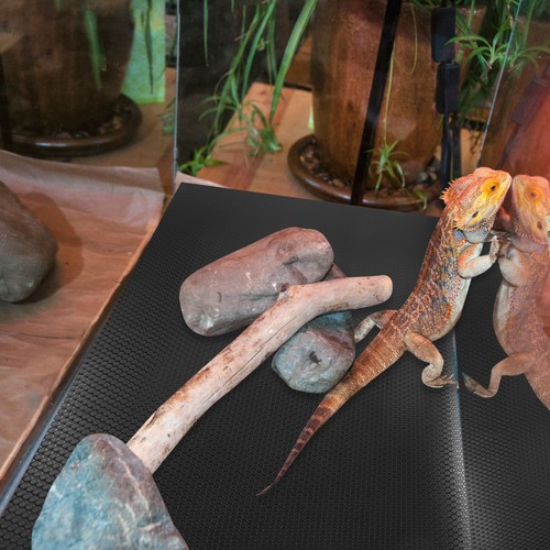 Reptile liner lizard - reptile,
